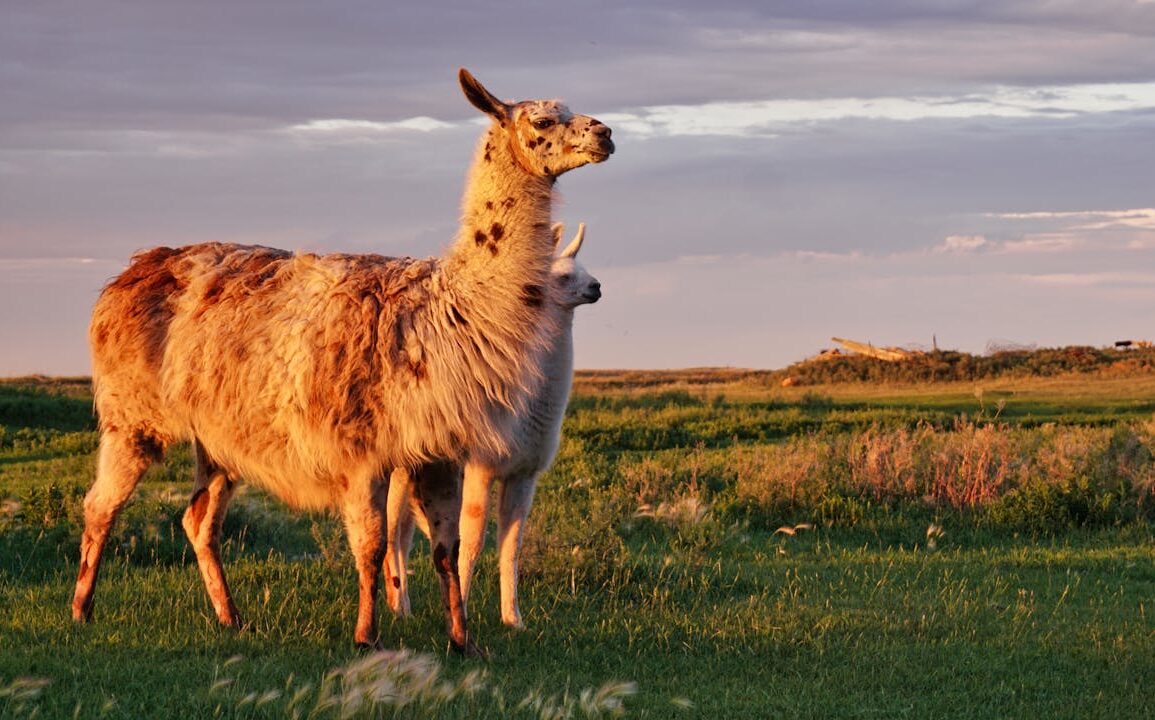Jak oswoić lamy w Minecraft: kompletny poradnik krok po kroku Jak oswoić lamy w Minecraft: kompletny poradnik krok po kroku