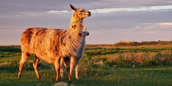 Jak oswoić lamy w Minecraft: kompletny poradnik krok po kroku