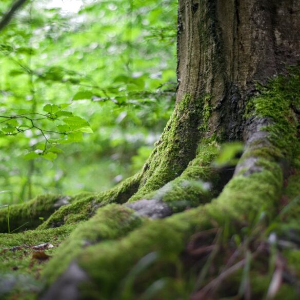 Jak stworzyć interaktywną mapę do gry Sons of The Forest?