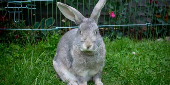 Co oznacza termin "furas" i jak jest powiązany z furry?