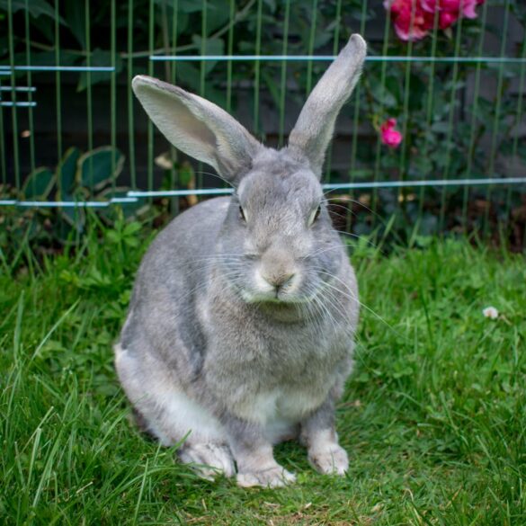 Co oznacza termin "furas" i jak jest powiązany z furry?